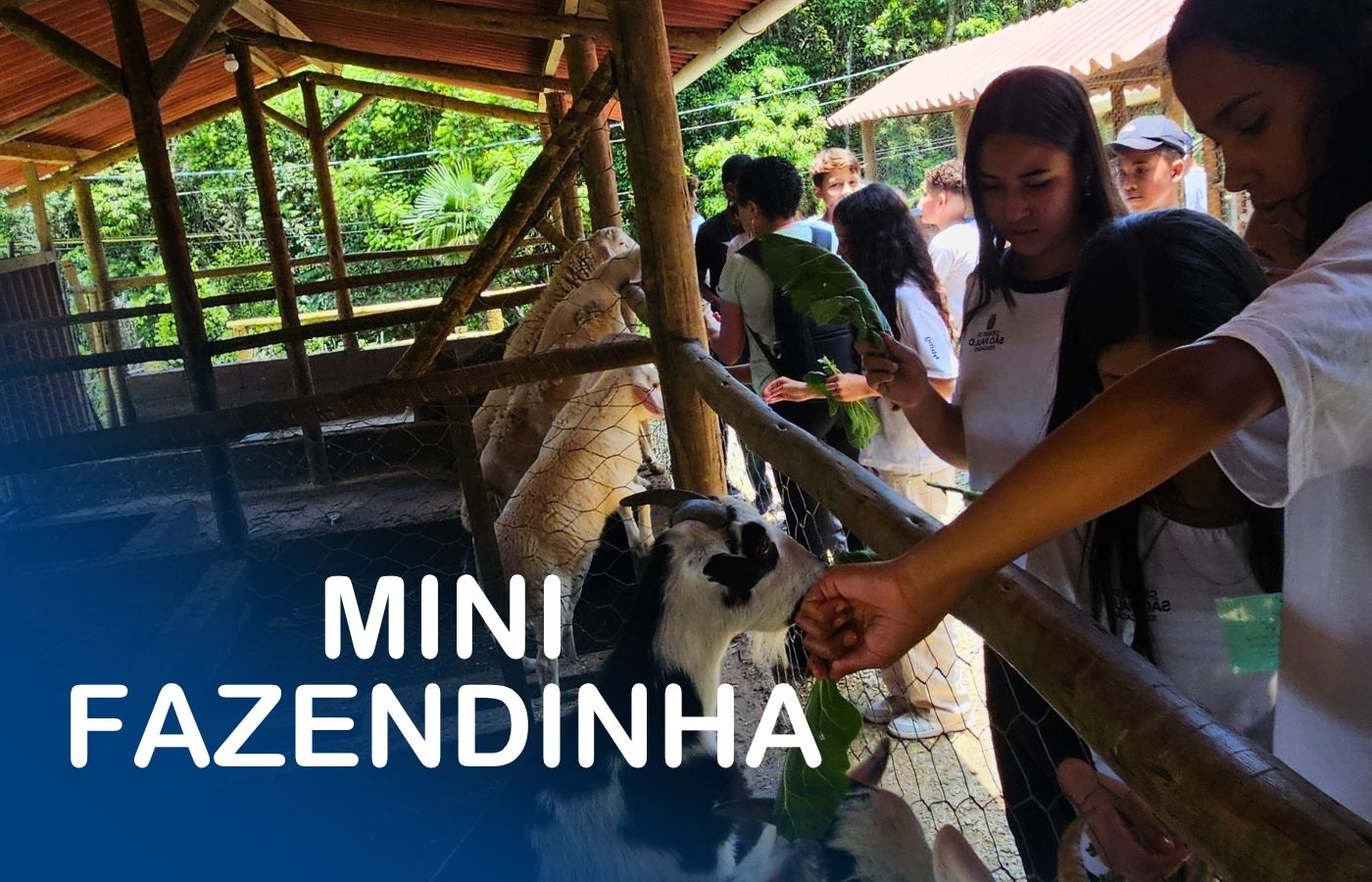 Mini Fazendinha